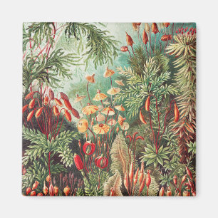 Imã Musgos, Muscinae Laubmoose por Ernst Haeckel