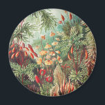 Imã Musgos, Muscinae Laubmoose por Ernst Haeckel<br><div class="desc">Muscinae Laubmoose por Ernst Haeckel Ímã de Plantas Vintage</div>