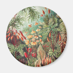 Imã Musgos, Muscinae Laubmoose por Ernst Haeckel