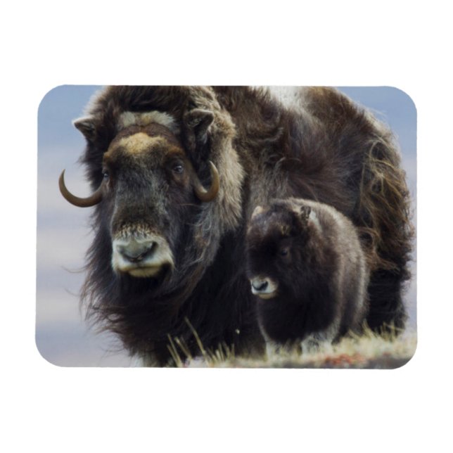 Ímã Musk Ox com Vitelo (Horizontal)