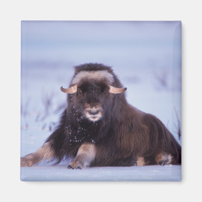 Imã muskox, Ovibos moschatus, touro jovem (Frente)