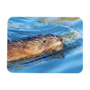 Ímã Muskrat na Reserva Ecológica da Fazenda de Vassar