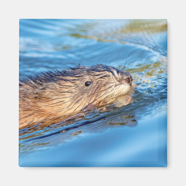 Imã Muskrat na Reserva Ecológica de Vassar Fazenda (Frente)