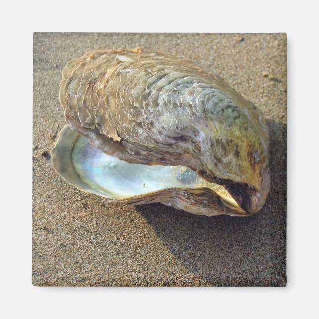 Imã Mussel Seashell Sand Beach Magnet (Frente)