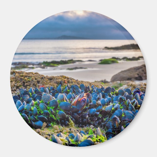 Imã Mussels (Frente)