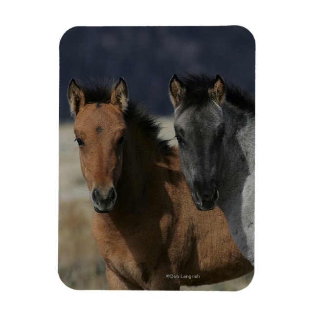 Ímã Mustang Foal Headshot (Vertical)