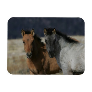 Ímã Mustang Foal Headshot
