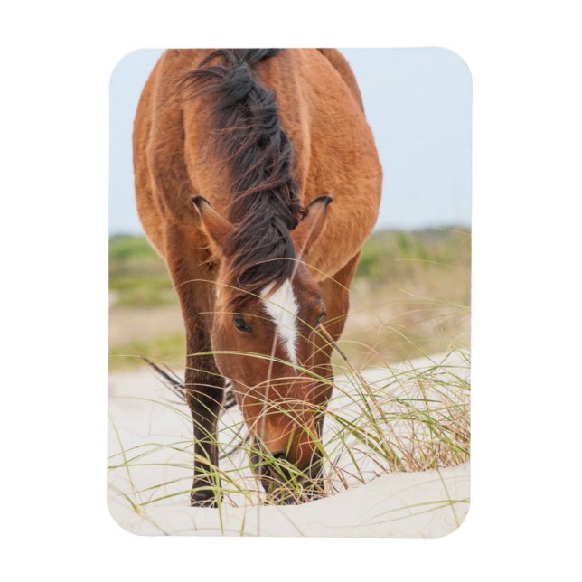 Ímã Mustangas selvagens ou Cavalos Banqueiros (Vertical)