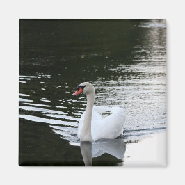 Imã Mute Swan