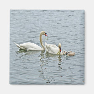 Imã Mute Swan Famly