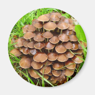 Imã Mycena inclinata Mushroom Magnet