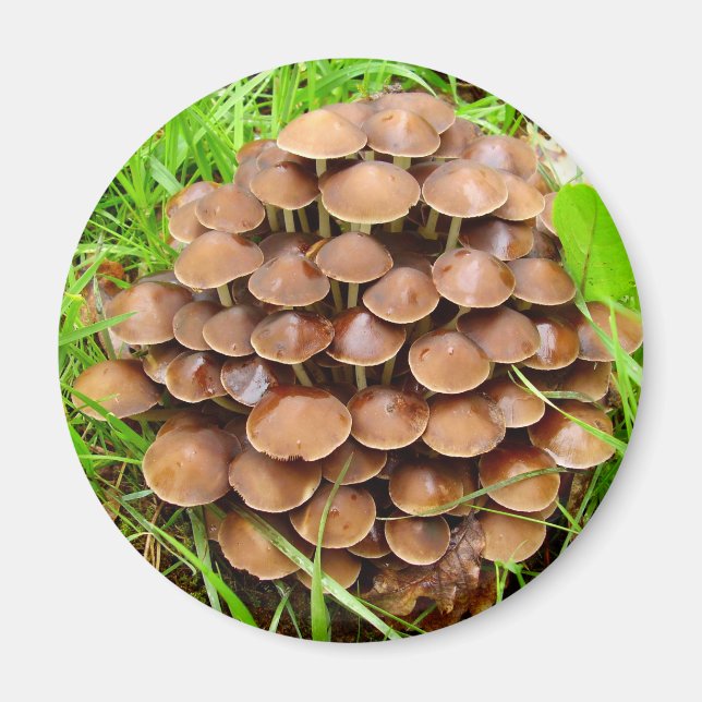 Imã Mycena inclinata Mushroom Magnet (Frente)