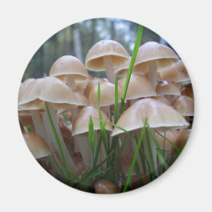 Imã Mycena inclinata Mushroom Magnet