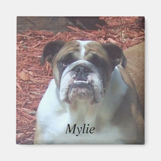 Imã Mylie English Bulldog Square Magnet