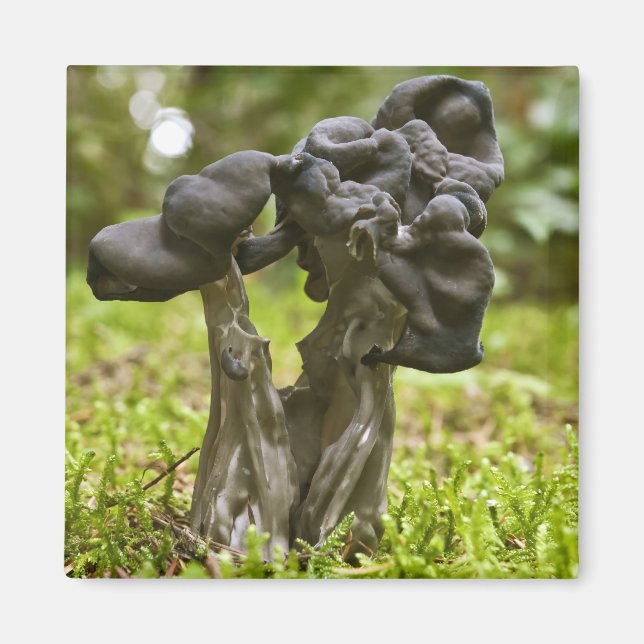 Imã Mystical Mushroom Magnet (Frente)