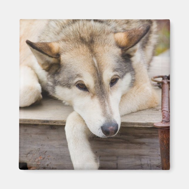 Imã N.A., EUA, Alasca. Cães de trenó Husky (Frente)