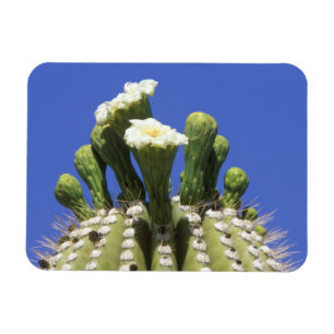 Ímã N.A., EUA, Arizona, Tucson, Deserto de Sonora 2