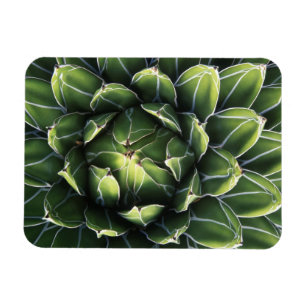 Ímã N.A., EUA, Arizona, Tucson, Sonora Desert