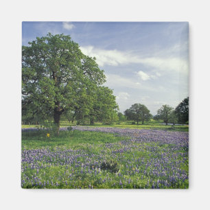 Imã N.A., EUA, Texas, Lago Buchanan, Oaks e Azul