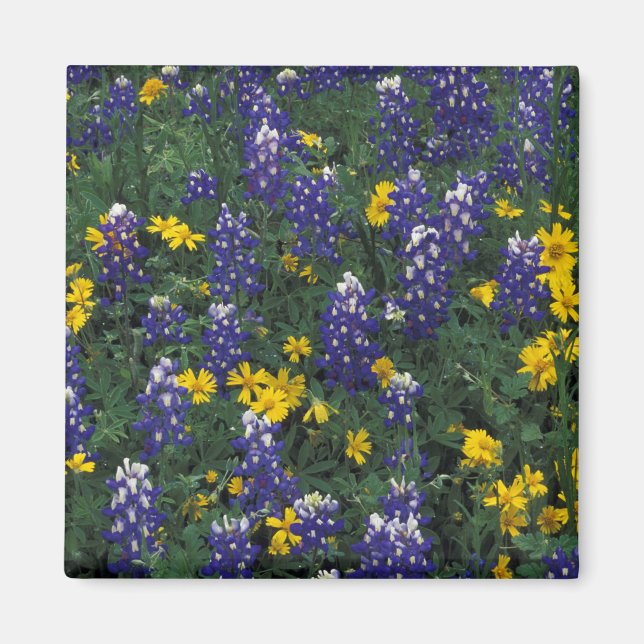 Imã N.A., EUA, Texas, Marble Falls, Blue Bonnets (Frente)
