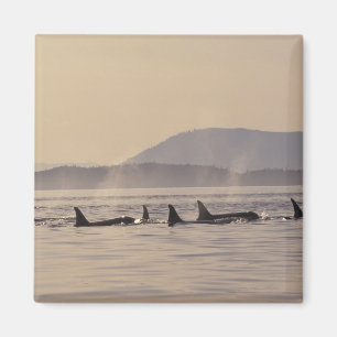 Imã N.A., EUA, Washington, Ilhas San Juan Orca