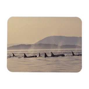 Ímã N.A., EUA, Washington, Ilhas San Juan Orca
