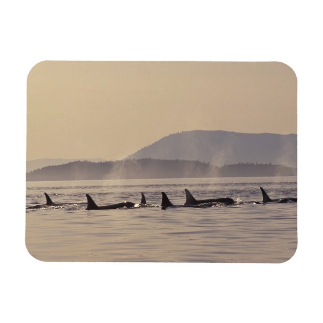 Ímã N.A., EUA, Washington, San Juan Islands Orca (Horizontal)