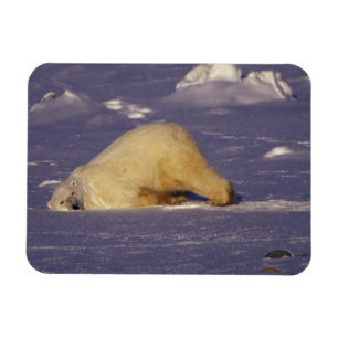 Ímã NA, Canadá, Manitoba, Churchill, Urso polar