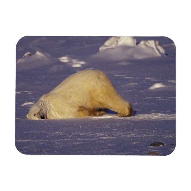 Ímã NA, Canadá, Manitoba, Churchill, Urso polar (Horizontal)
