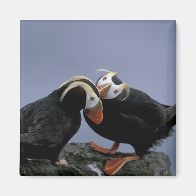 Imã NA, EUA, Alasca, Bering Sea, Pribilofs. Tufado (Frente)