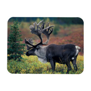 Ímã NA, EUA, Alasca, Denali NP, Rena boi 3