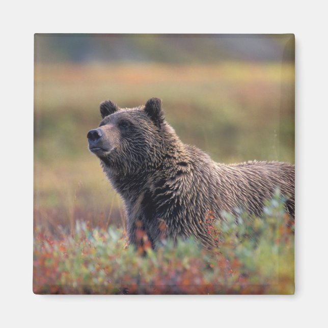 Imã NA, EUA, Alasca, Parque Nacional Denali, Urso pard (Frente)