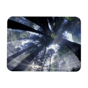 Ímã NA, EUA, Califórnia, Del Norte Redwood State