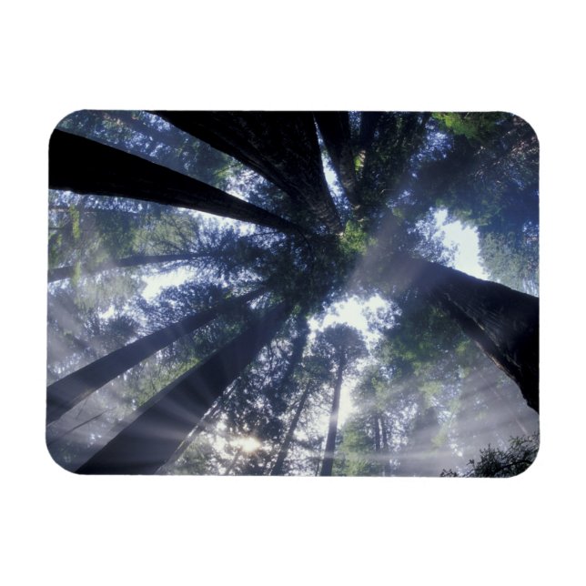 Ímã NA, EUA, Califórnia, Del Norte Redwoods (Horizontal)