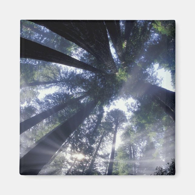 Imã NA, EUA, Califórnia, Del Norte Redwoods State (Frente)