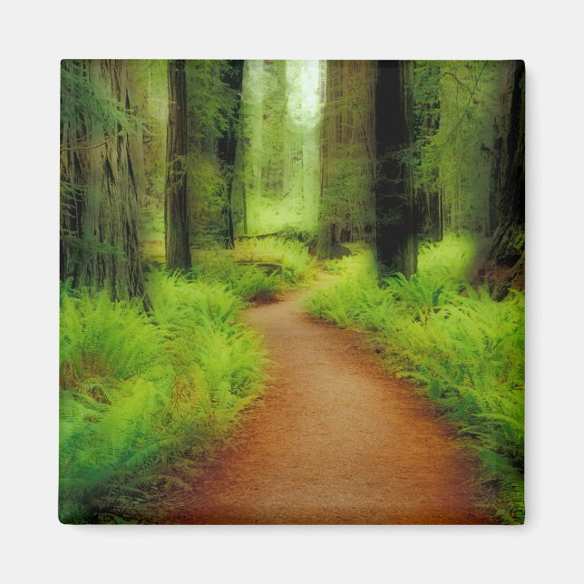 Imã NA, EUA, Califórnia, Jedediah Smith Redwoods (Frente)