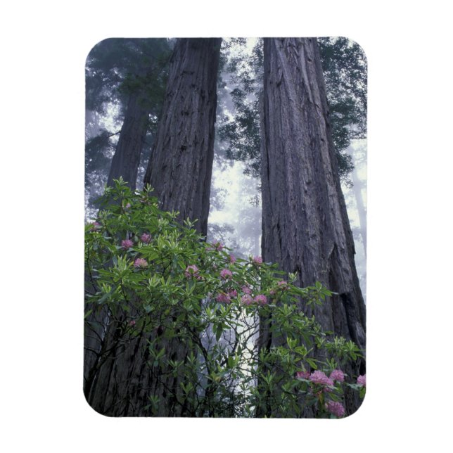 Ímã NA, EUA, Califórnia. Parque Estadual da Costa Nort (Vertical)