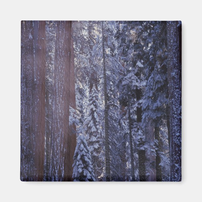 Imã NA, EUA, Califórnia. Parque Nacional de Sequoia. 2 (Frente)
