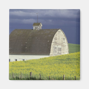Imã NA, EUA, Idaho, ao sul de Genesse, campo de canola