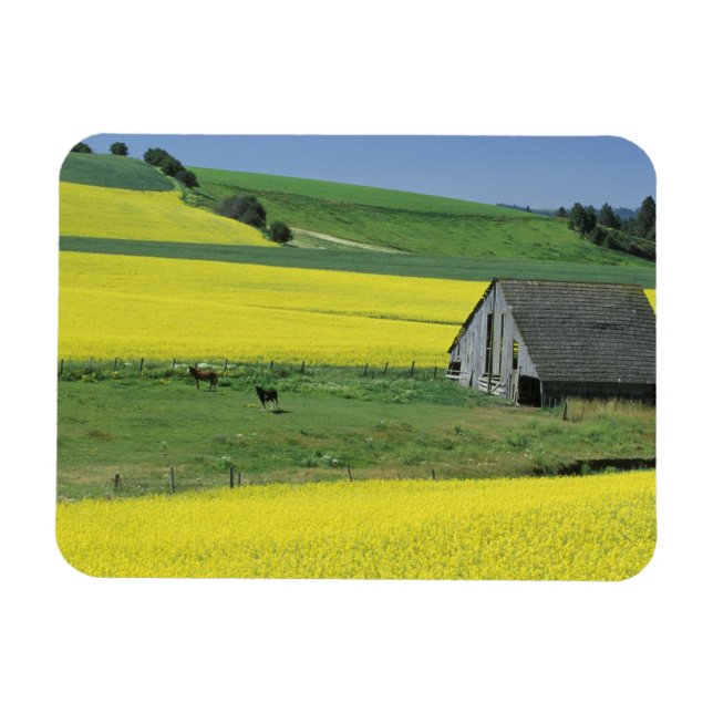 Ímã NA, EUA, Idaho, perto de Potlatch, Canola e velho (Horizontal)