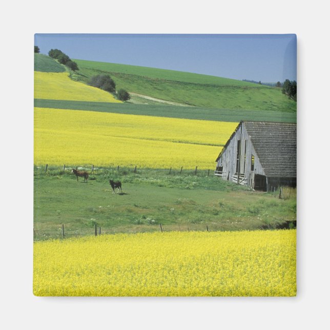 Imã NA, EUA, Idaho, perto de Potlatch, Canola e velho (Frente)