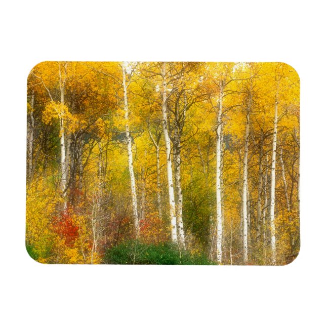 Ímã NA, EUA, Washington, Cair Árvores Aspen junto (Horizontal)
