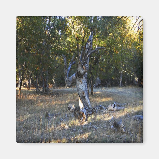 Imã Na Floresta.... (Frente)