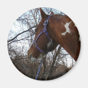 Imã Na floresta que eu olho