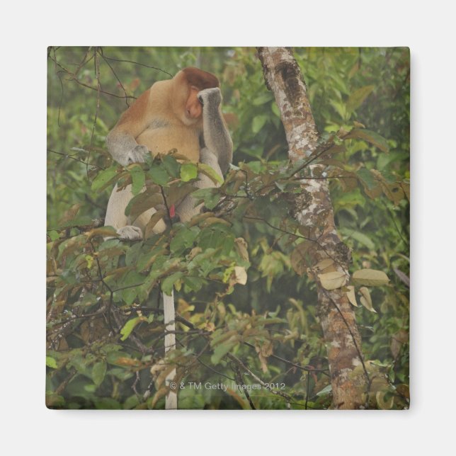 Imã na floresta tropical, Borneo Island, Malásia (Frente)