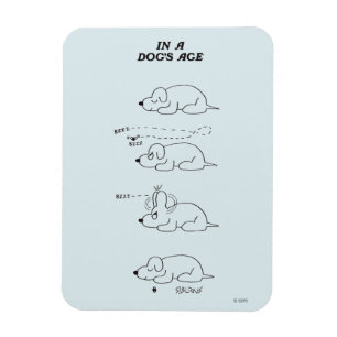 Ímã Na idade de um cão