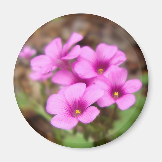 Imã Na Minha Porta (Frente)