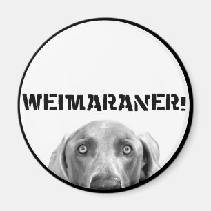 Imã Nação de Weimaraner: Weimaraner em uma caixa!