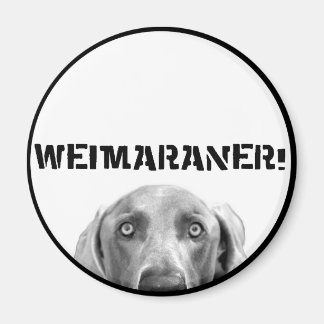Imã Nação Weimaraner: Weimaraner Em Uma Caixa!