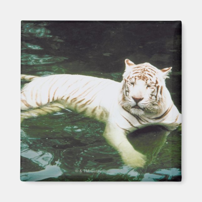 Imã Nadação de Tigre Branco Pacificamente (Frente)
